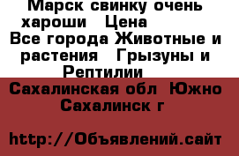 Марск свинку очень хароши › Цена ­ 2 000 - Все города Животные и растения » Грызуны и Рептилии   . Сахалинская обл.,Южно-Сахалинск г.